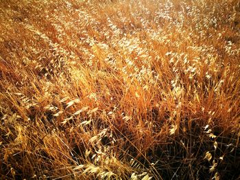 Full frame shot of dry plants on field