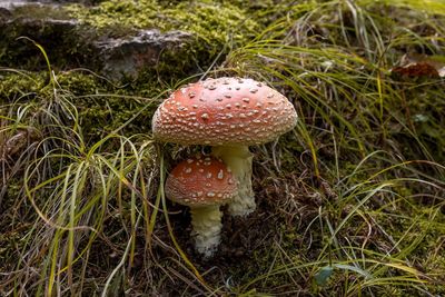 High angle view of mushroom growing on field