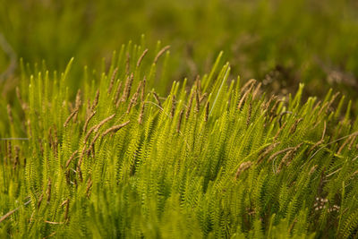 Close-up of pine tree