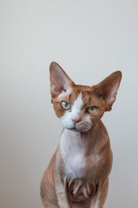 Portrait of cat against white background