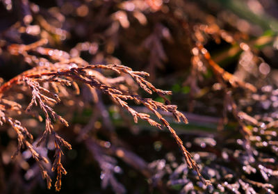 Close-up of plant