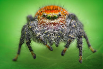 Close-up of spider over green background