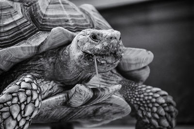 Close-up of tortoise