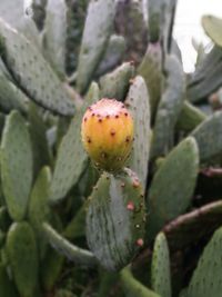 Close-up of prickly pear cactus