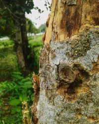 Close-up of tree trunk