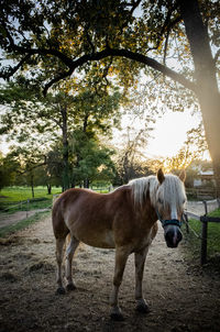 Horse standing on field