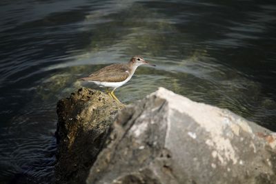 High angle view of bird perching on rock