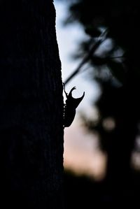 Silhouette of insect on tree trunk