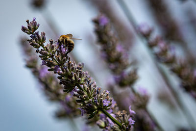 Close-up of bee pollinating on flower