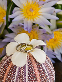 Close-up of white flowering plant