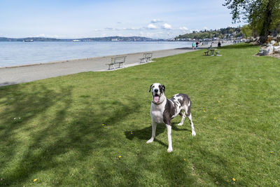 Harlequin great dane on alki beach near seattle in afternoon.