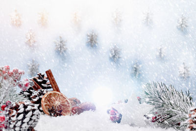 Close-up of snow covered plants on land