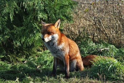 Fox sitting on grass against trees