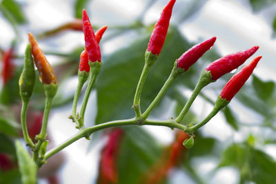 Close-up of red chili peppers plant