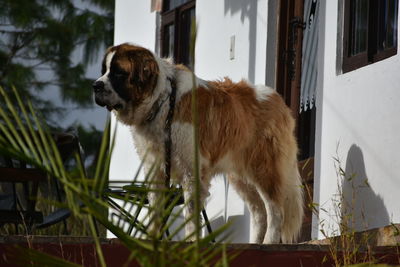 Dog in park