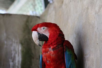 Close-up of parrot