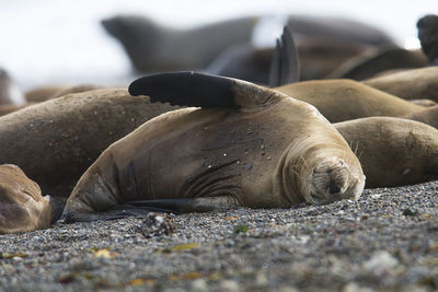 Close-up of seal lying on beach