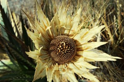 Close-up of yellow flower blooming