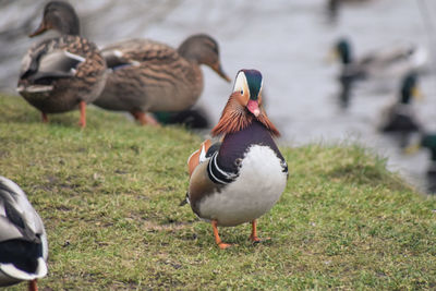 Ducks on a field