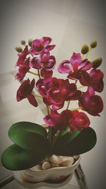 Close-up of pink flowers
