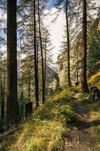 Pine trees in forest