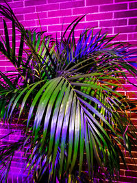 Close-up of purple flowering plant