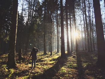 Sun shining through trees in forest