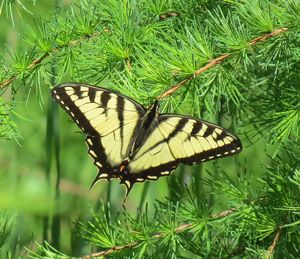 Close-up of butterfly pollinating on plant