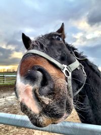 Close-up of a horse