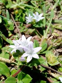 Close-up of white flowers