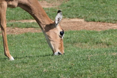 Deer in a field