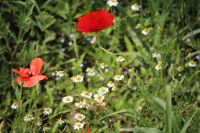 Close-up of red poppy flowers growing in field