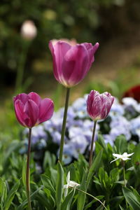 Close-up of pink flowering plant on field