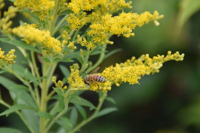 Close-up of butterfly pollinating flower