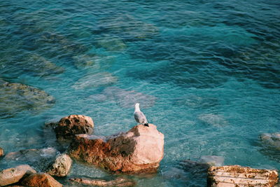 High angle view of seagull on rock by sea