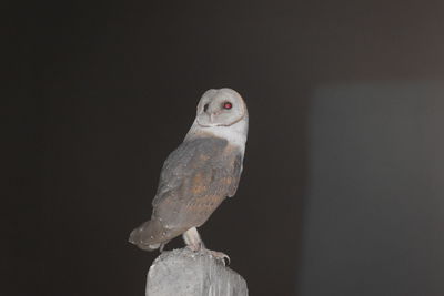 Close-up of owl perching on black background