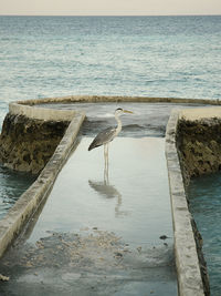 Heron bird perching on wooden post in sea reflecting himself on water