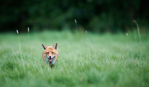 Fox standing on grassy field