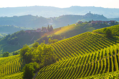 Scenic view of agricultural field