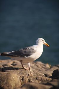 Close-up of seagull on beach