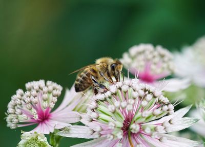 Close-up of bee pollinating on pink flower