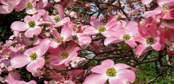 High angle view of pink flowering plants