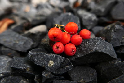 Close-up of cherries