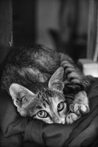 Close-up portrait of a cat resting