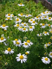 Close-up of fresh white flowers blooming in field