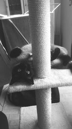 Close-up portrait of cat