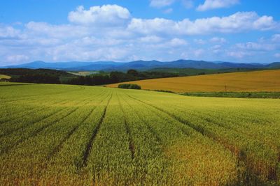 Scenic view of agricultural field against sky