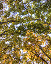 Low angle view of trees in forest during autumn