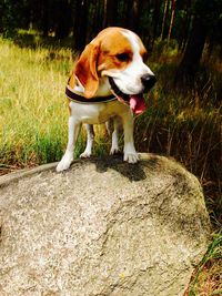 Dog sitting on grass