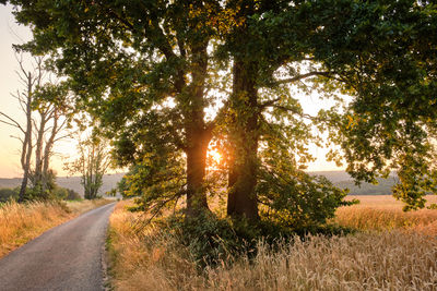 Road amidst trees against sky